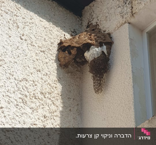 קן צרעות על קיר חיצוני של מבנה
